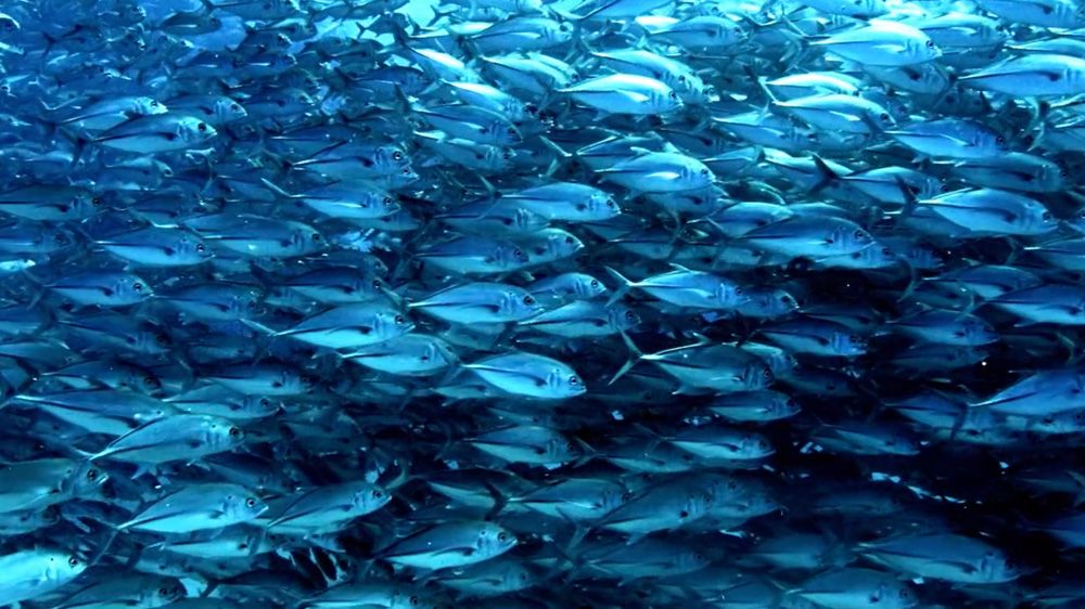 Vance Burberry ASC, ACS