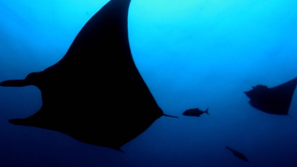 Vance Burberry ASC, ACS