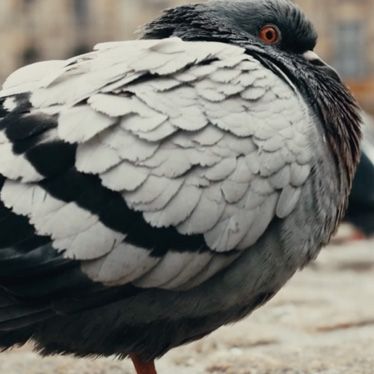 Covid City. Amsterdam.