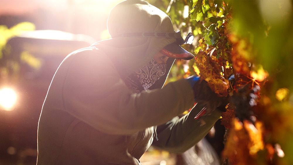 Mondavi Night Harvest