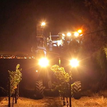 Mondavi Night Harvest