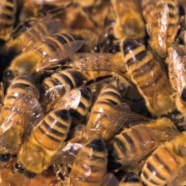 North Eye Land of New Zealand